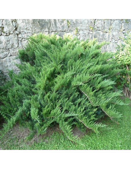 Tam No Blight Jałowiec sabiński Juniperus sabina