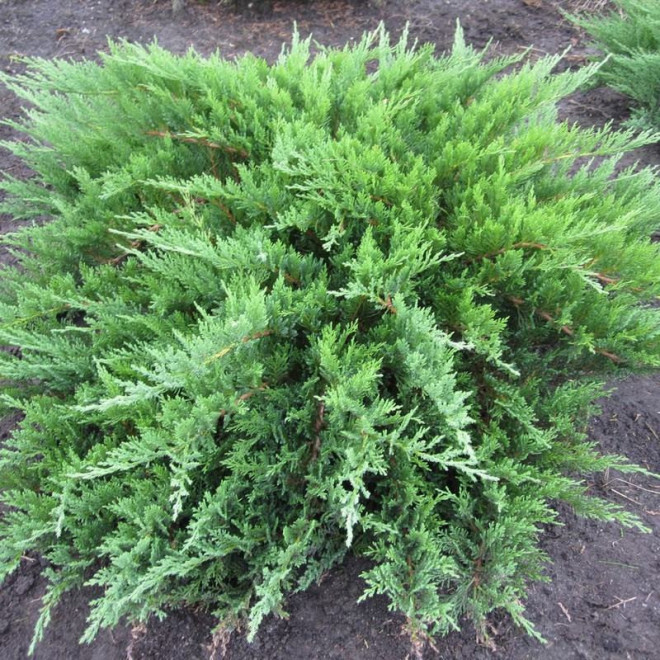 Jałowiec sabiński Tamariscifolia Juniperus sabina