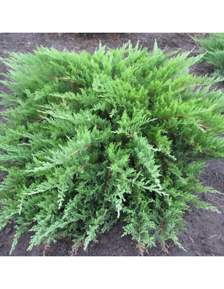 Jałowiec sabiński Tamariscifolia Juniperus sabina
