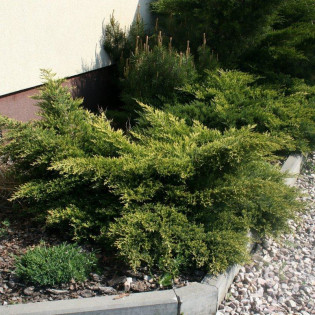 Jałowiec sabiński Tamariscifolia Juniperus sabina 2