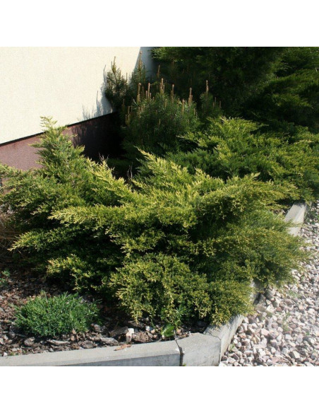 Tamariscifolia Jałowiec sabiński Juniperus sabina