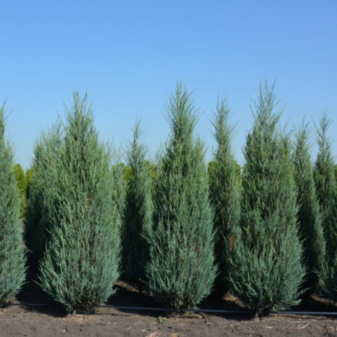 Jałowiec skalny Blue Arrow Juniperus scopulorum