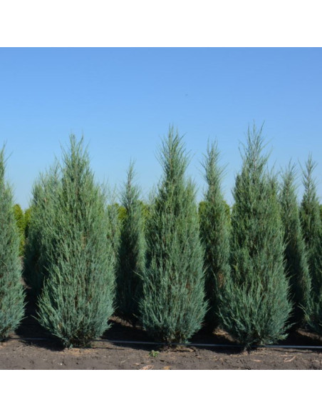 Jałowiec skalny Blue Arrow Juniperus scopulorum