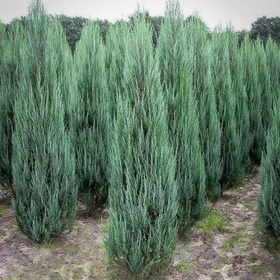 Jałowiec skalny Blue Arrow Juniperus scopulorum 2