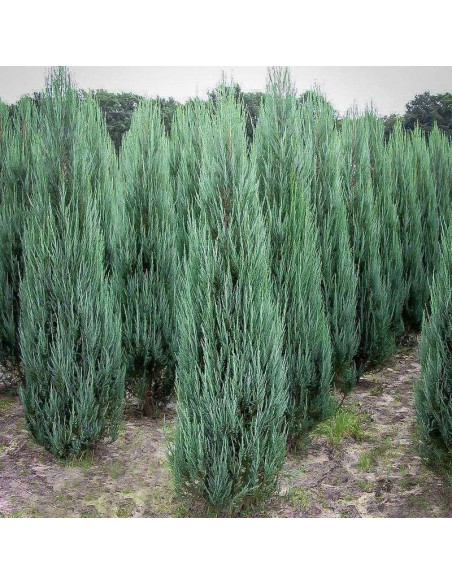 Blue Arrow Jałowiec skalny Juniperus scopulorum