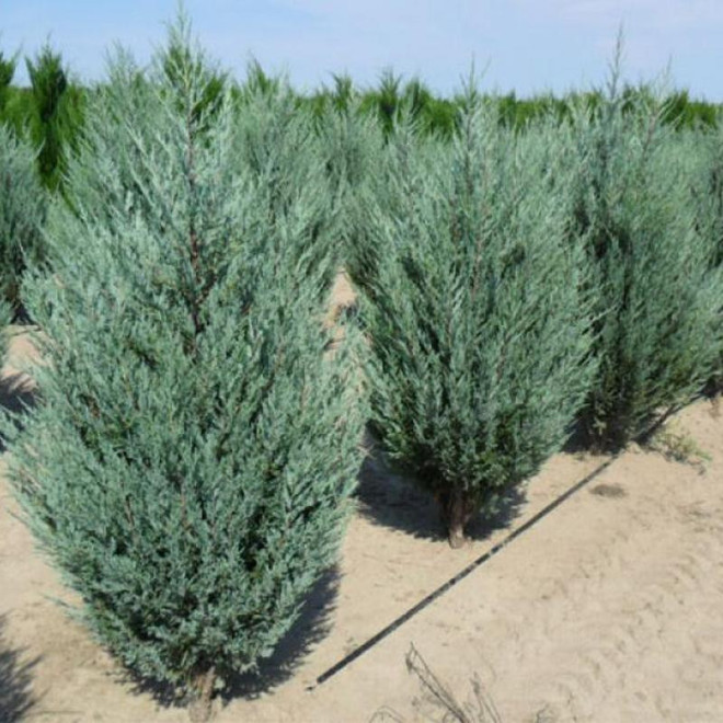 Jałowiec skalny Moonglow Juniperus scopulorum