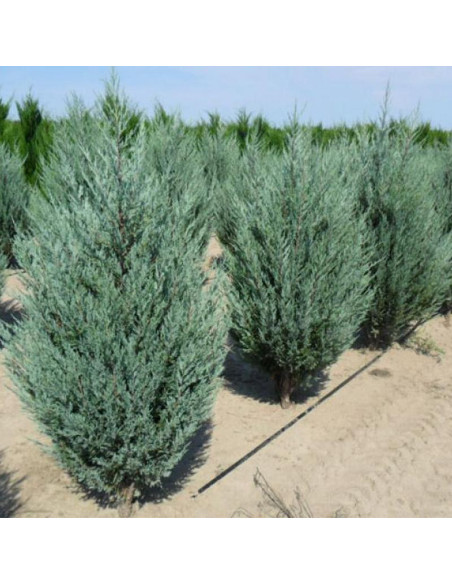 Jałowiec skalny Moonglow Juniperus scopulorum