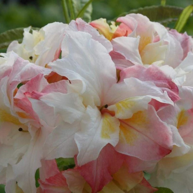 Azalia wielkokwiatowa Jack A. Sand Rhododendron (Knaphill-Exbury)