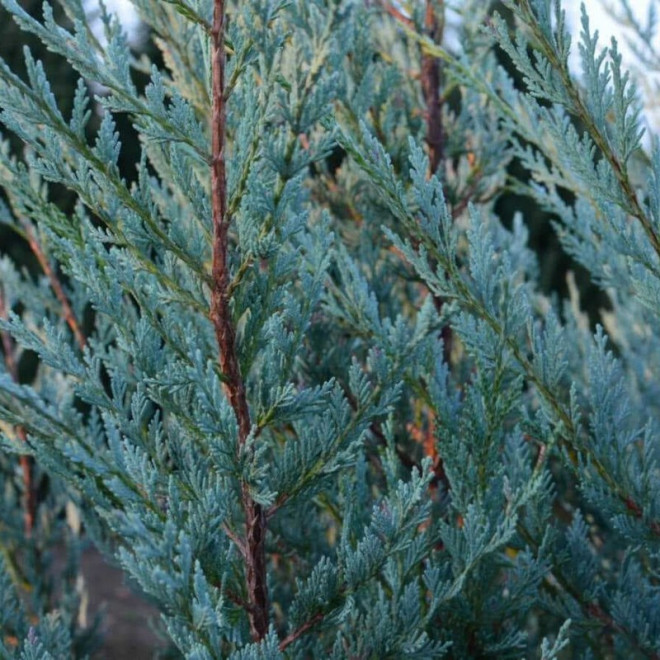 Moonglow Jałowiec skalny Juniperus scopulorum