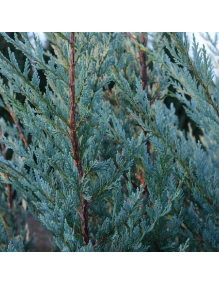 Moonglow Jałowiec skalny Juniperus scopulorum