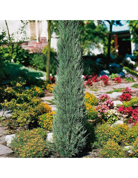 Jałowiec skalny Skyrocket Juniperus scopulorum