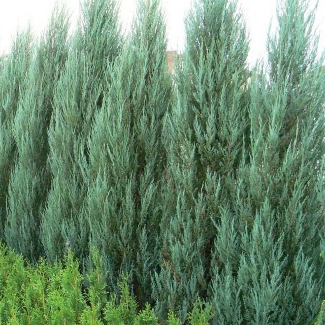Skyrocket Jałowiec skalny Juniperus scopulorum