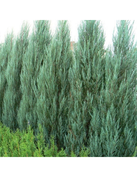 Skyrocket Jałowiec skalny Juniperus scopulorum