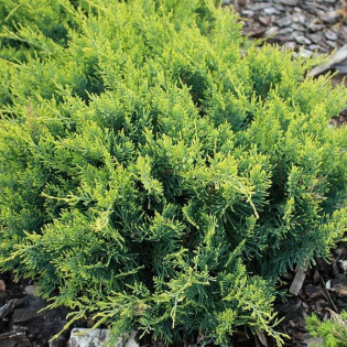 Jałowiec wirginijski Golden Spring Juniperus virginiana