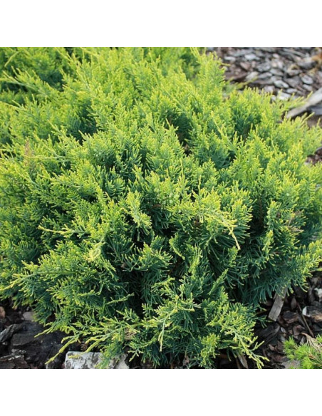 Jałowiec wirginijski Golden Spring Juniperus virginiana