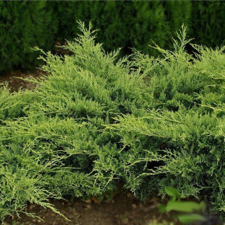 Jałowiec wirginijski Golden Spring Juniperus virginiana 2