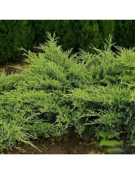 Golden Spring Jałowiec wirginijski Juniperus virginiana