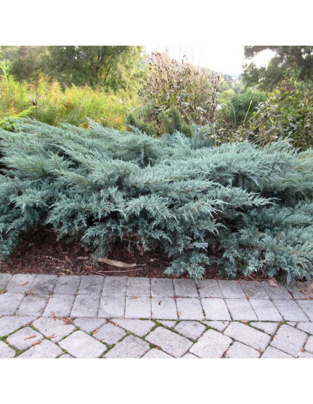 Jałowiec wirginijski Grey Owl Juniperus virginiana