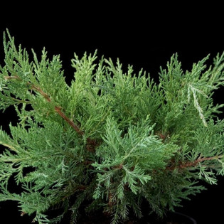 Jałowiec wirginijski Hetz Juniperus virginiana