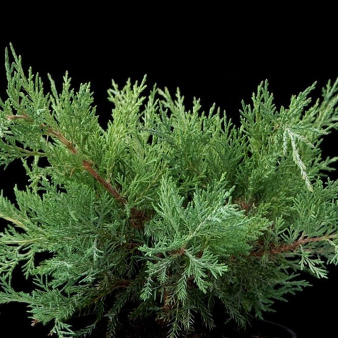 Jałowiec wirginijski Hetz Juniperus virginiana