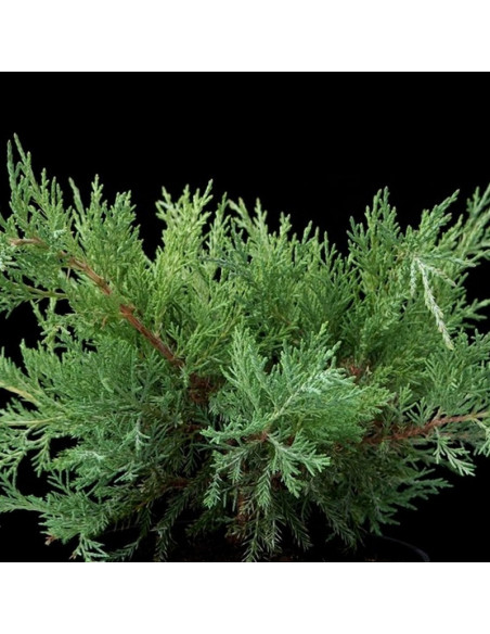 Jałowiec wirginijski Hetz Juniperus virginiana