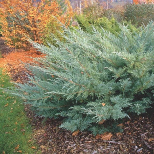 Jałowiec wirginijski Hetz Juniperus virginiana 2