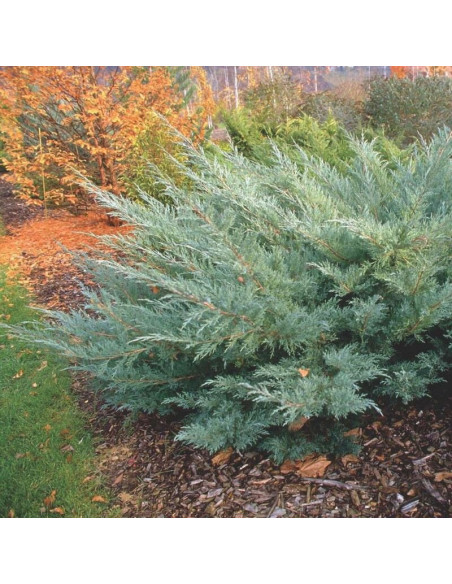 Hetz Jałowiec wirginijski Juniperus virginiana