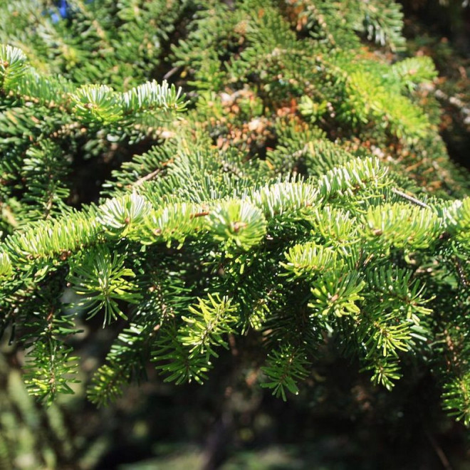 Abies Jodła kaukaska nordmanniana