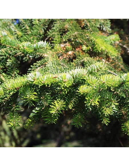 Abies Jodła kaukaska nordmanniana