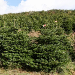 Abies Jodła kaukaska nordmanniana 2