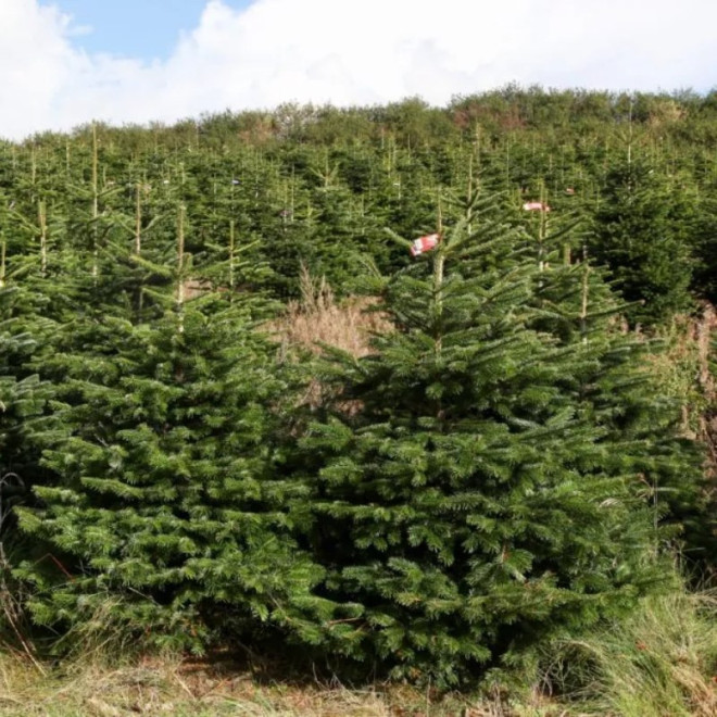 Jodła kaukaska Abies nordmanniana Jodła kaukaska Abies nordmanniana