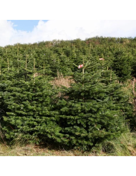 Jodła kaukaska Abies nordmanniana