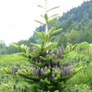 Jodła Koreańska Abies koreana