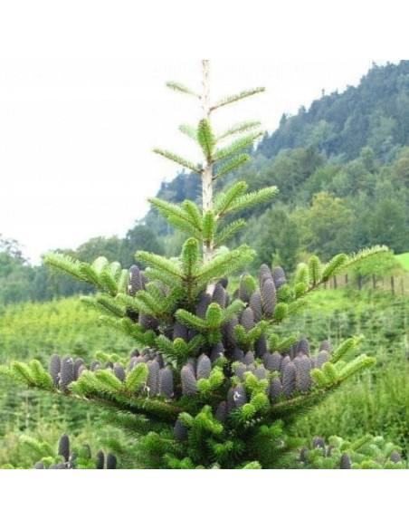 Jodła Koreańska Abies koreana