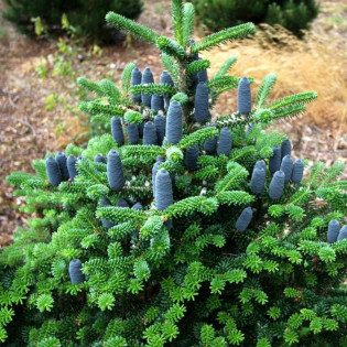 Jodła Koreańska Abies koreana 2