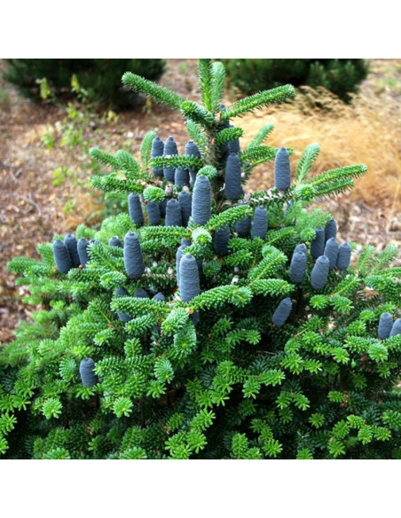 Abies koreana Jodła Koreańska