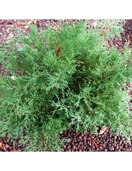 Mikrobiota syberyjska Jakobsen Microbiota decussata