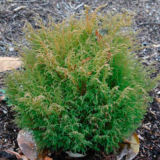 Mikrobiota syberyjska Jakobsen Microbiota decussata 2