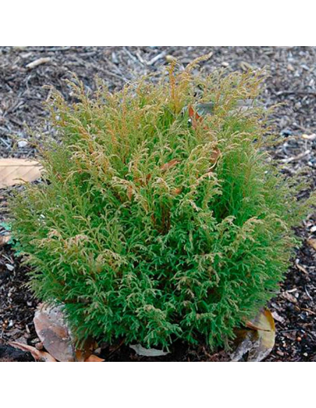 Jakobsen Mikrobiota syberyjska Microbiota decussata