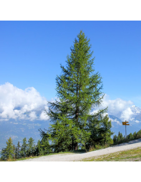 Modrzew europejski Larix decidua