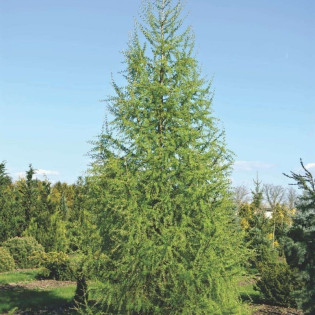 Modrzew europejski Larix decidua 2