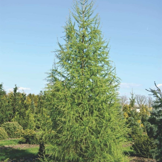 Larix decidua Modrzew europejski