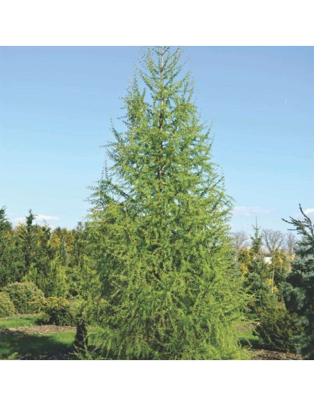 Larix decidua Modrzew europejski