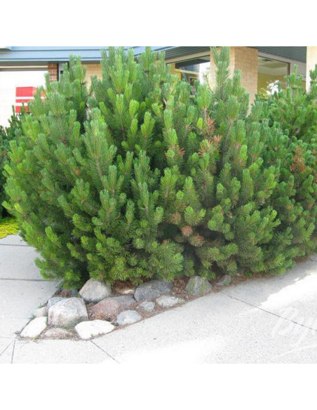 Sosna kosodrzewina górska Mugo Mughus Pinus