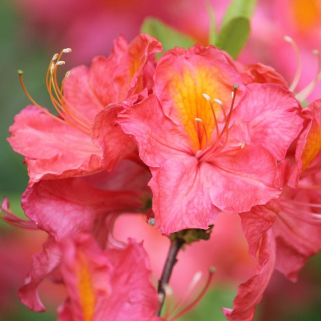 Azalia wielkokwiatowa Juanita Rhododendron (Knaphill-Exbury)