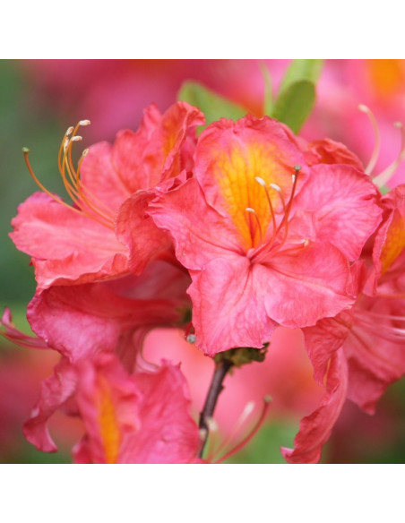 Azalia wielkokwiatowa Juanita Rhododendron (Knaphill-Exbury)