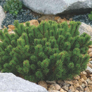 Sosna kosodrzewina górska Mugo Mughus Pinus 2