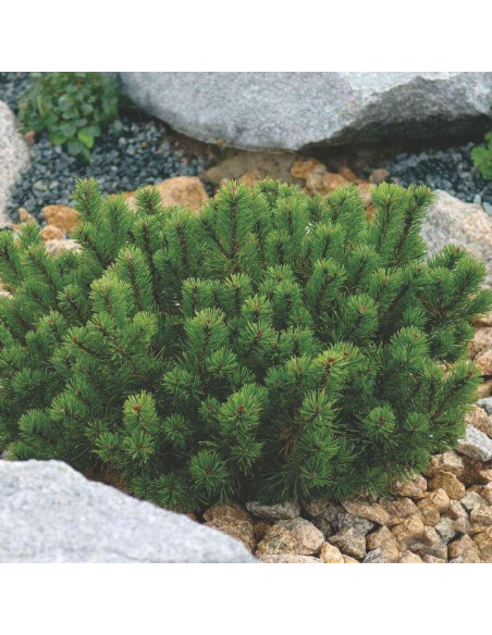 Mugo Mughus Pinus Sosna kosodrzewina górska