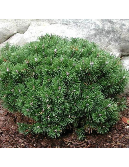 Sosna kosodrzewina Mops Midget Pinus mugo