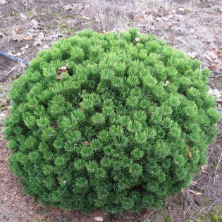 Sosna kosodrzewina Mops Midget Pinus mugo 2